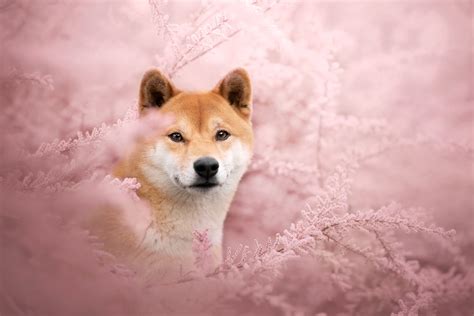 shiba inu photography